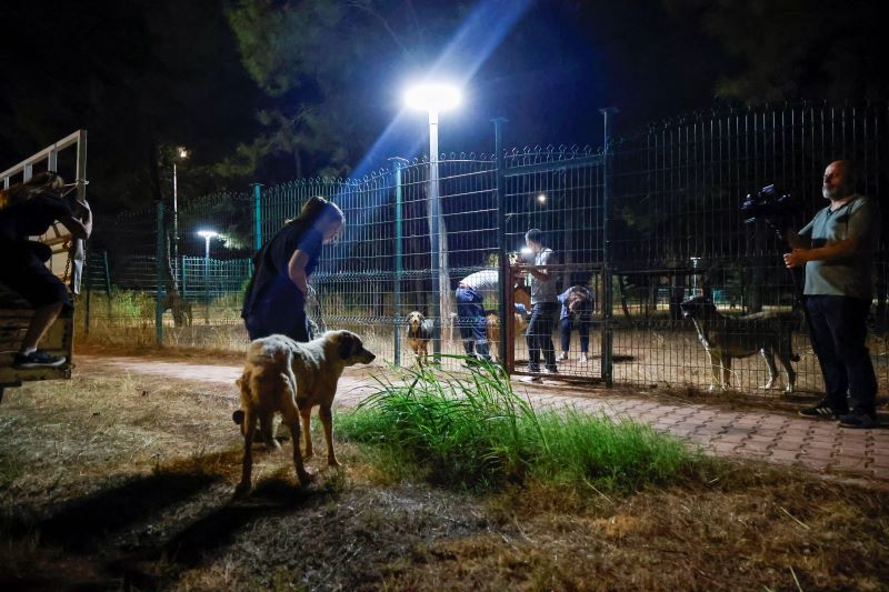 Alevlerden etkilenen 105 köpek güvenli ellere emanet - Toros Gazetesi